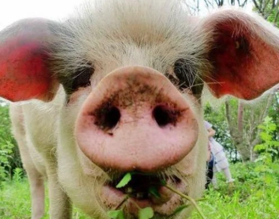 14岁猪坚强去世网友唏嘘惋惜