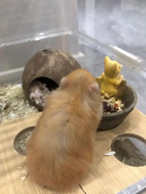 仓鼠眼睛发炎/红肿/睁不开/分泌物 这样做