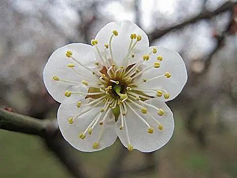 一朵梅花图片_一朵梅花图片大全_一朵梅花电脑壁纸
