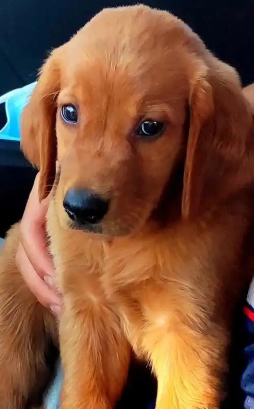 2个月的金毛小奶狗呆萌表情