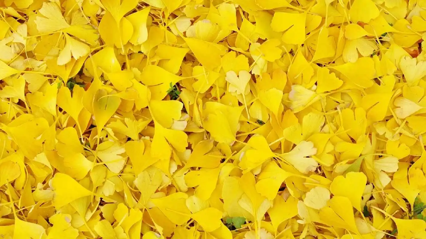 最美银杏叶电脑壁纸|背景图|横屏展板素材 90哈喽,各位宝子好 99