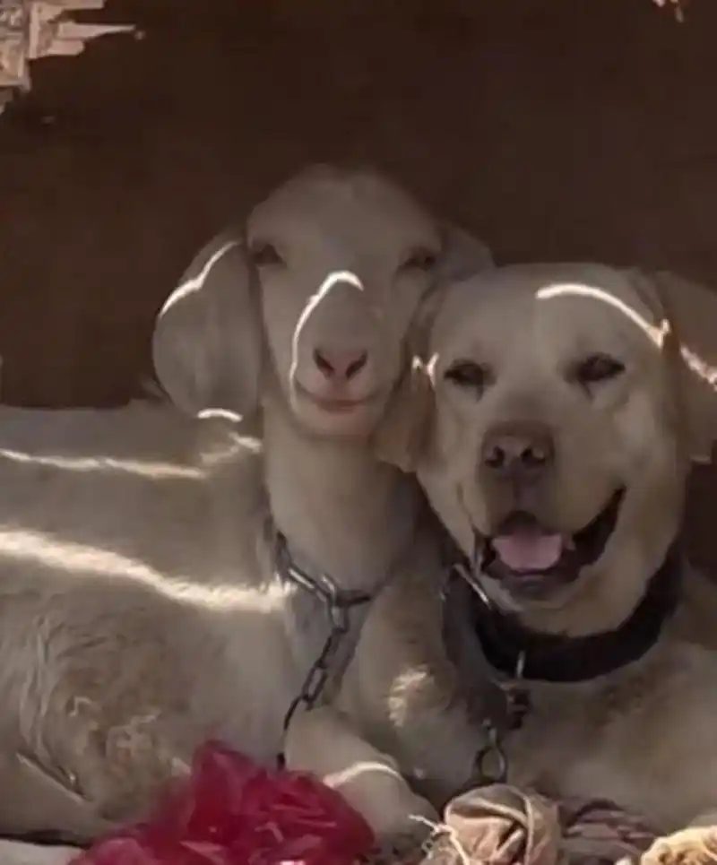 【男子家的狗喜欢和羊待在一起,猛一看还真有"夫妻相"】4月18日,山东