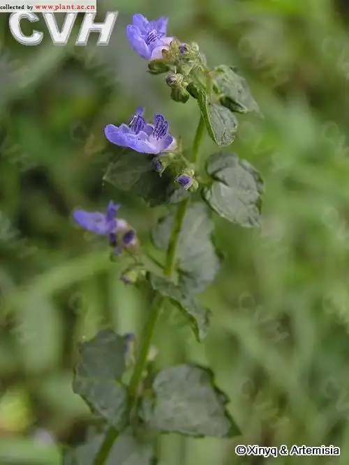 内折香茶菜rabdosiainflexathunbhara