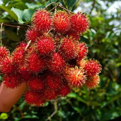 纯天然红毛丹1斤装毛荔枝热带新鲜水果红牡丹毛丹果应季新鲜包邮