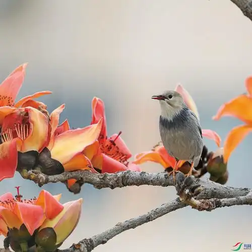 木棉花鸟