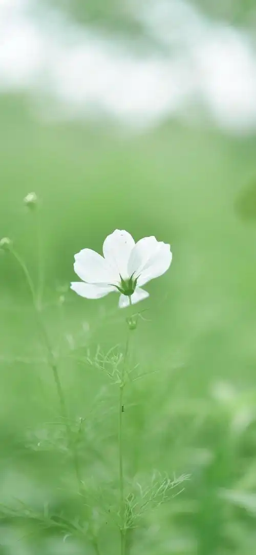 690_1493竖版 竖屏