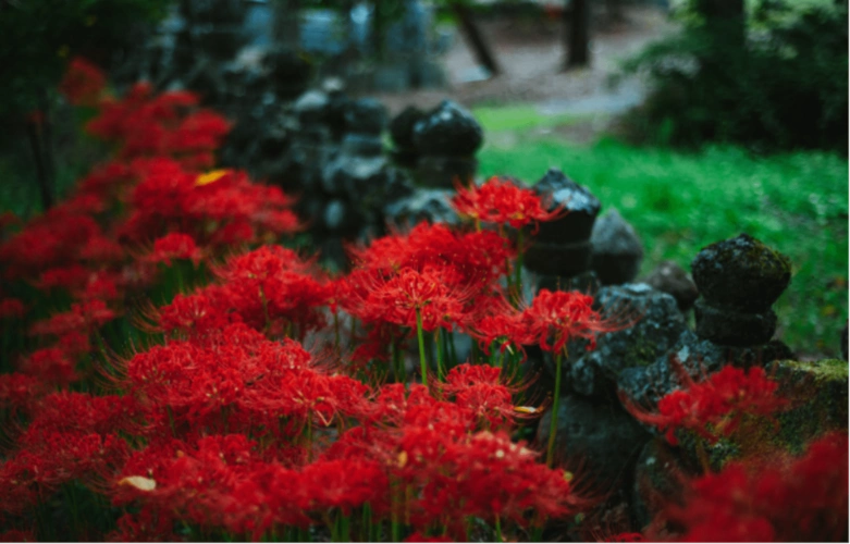 十大冥界之花(10种招鬼的花)