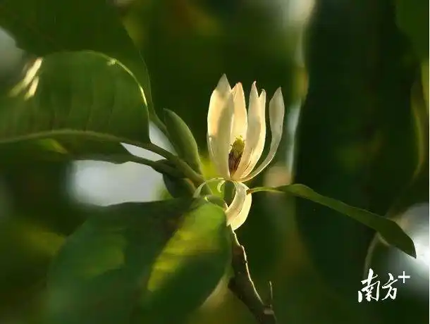 图集东莞市花白兰开了满街清香你闻到了吗