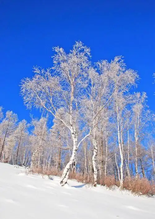 白雪覆盖的五峰山树林·五峰山风景《六》