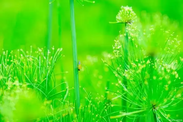 电脑屏保换成绿色,真的能缓解视疲劳?