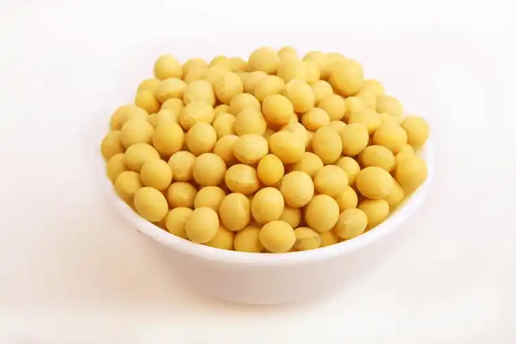 小豆芽——黄豆生长记