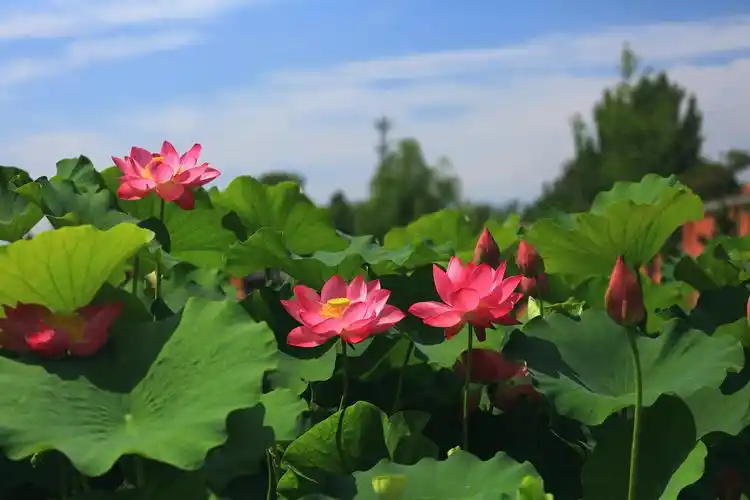 蓝天白云荷花红