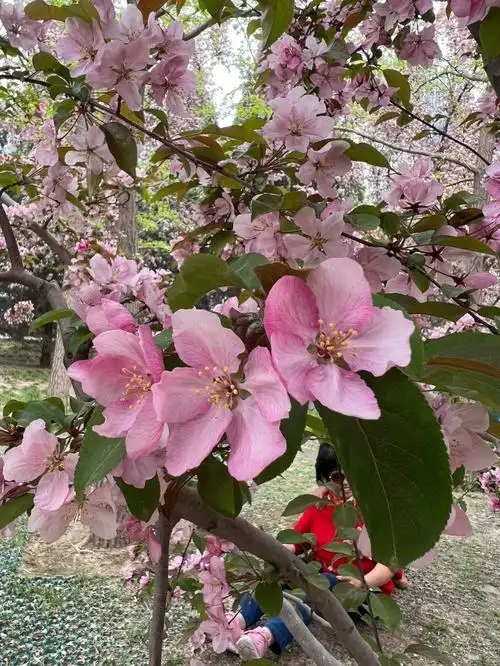 海棠花品种很多
