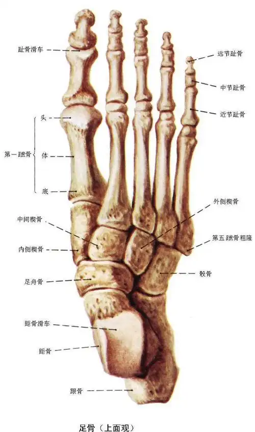 你的小母脚趾盖是两半吗?_网易订阅