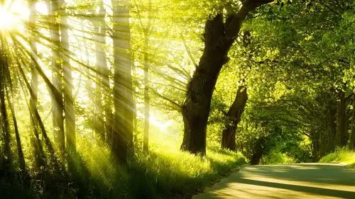 自然树木树叶唯美风景图片高清桌面壁纸