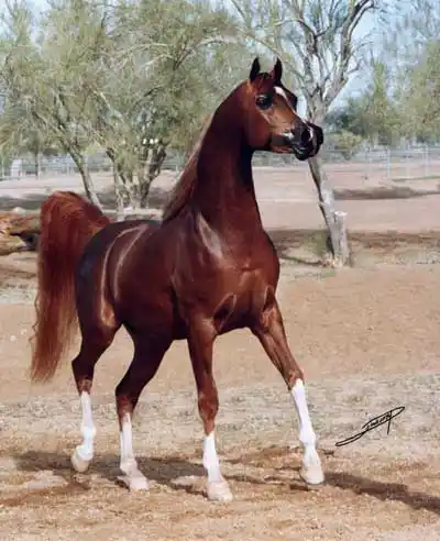 属马2020年整体运势如何呢及如何化解犯太岁