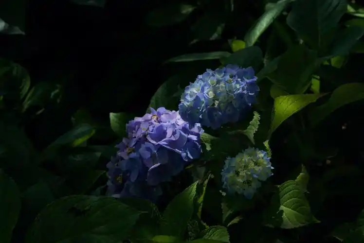 如油画版盛开的绣球花521