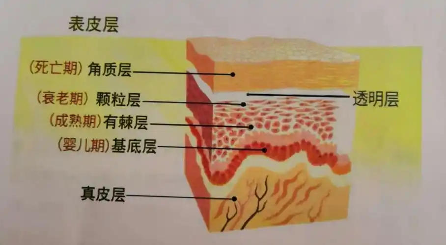 皮肤各层的功能与作用是哪些?