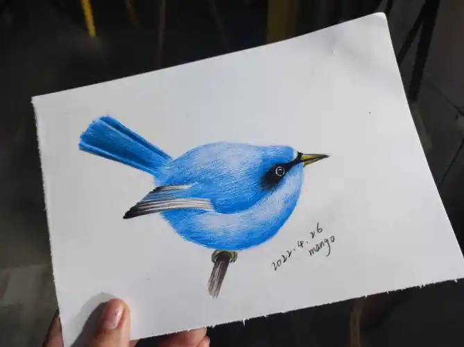超简单的小鸟,主要就用三种颜色:天蓝,深蓝,黑色,你学会了吗#彩铅入门