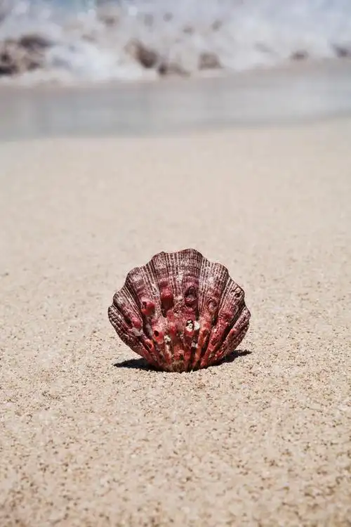 饲养贝壳的注意事项有哪些