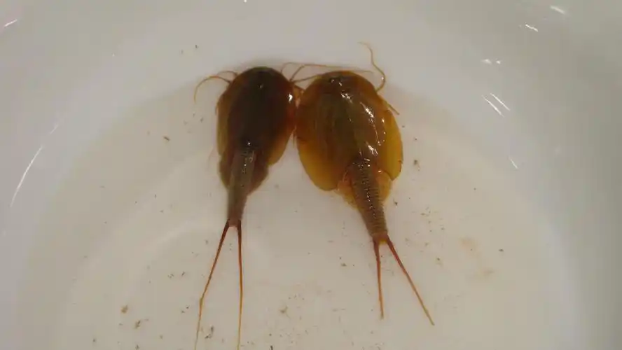 展开全部 鲎虫 向左转  向右转