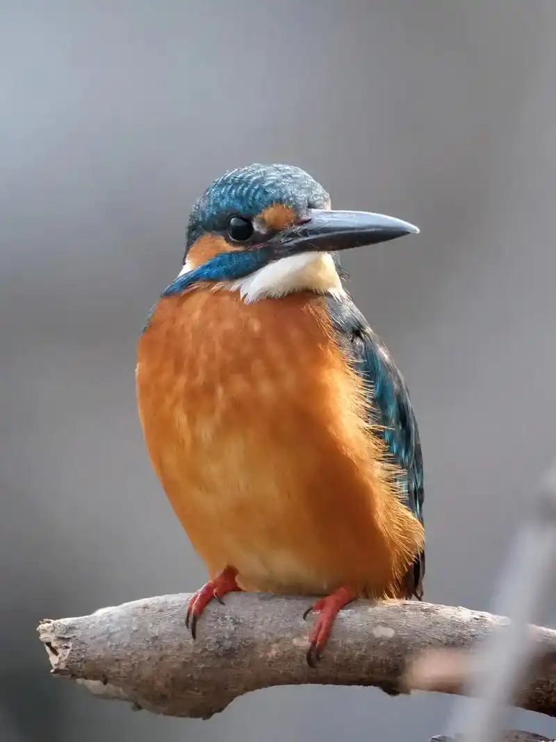 普通翠鸟 普通翠鸟(学名:alcedoatthis):又名鱼 - 抖音