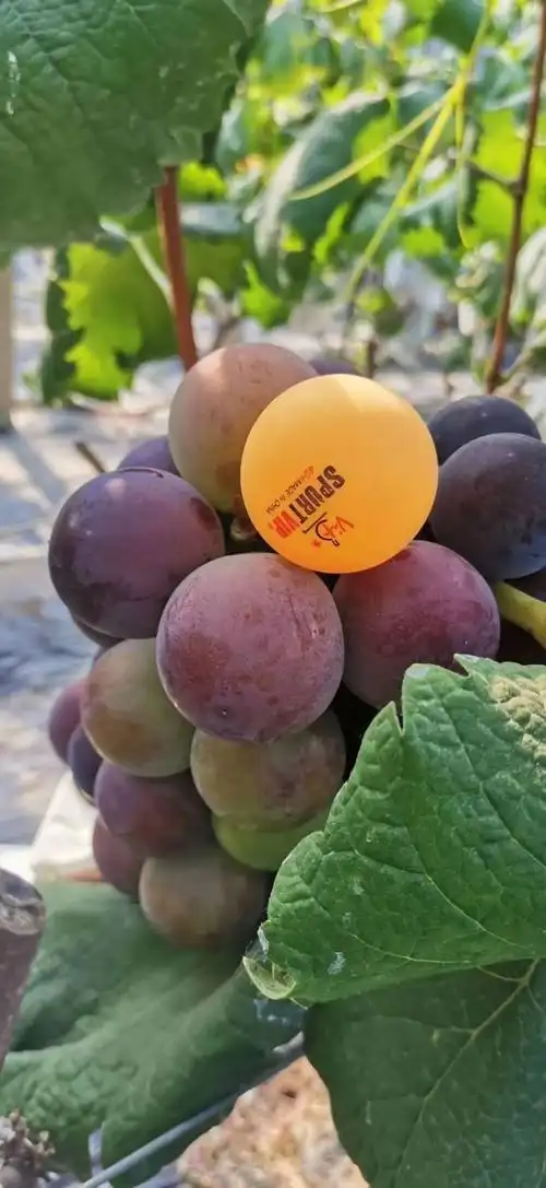 胶州西南乡这里的"乒乓球"葡萄熟了!