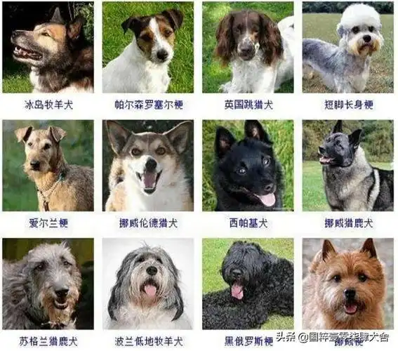 全世界狗的品种那么多,而且长得千奇百怪,那么所有狗的共同特征是什么