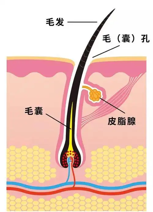 美颜相机都拯救不了你的毛孔粗大?别慌还有救