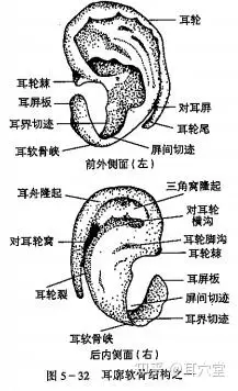 耳廓前外侧面软骨结构:耳轮棘,耳屏板,耳界切迹,耳软骨峡,屏间切迹