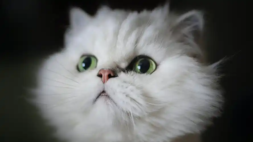 安装元气桌面,海量壁纸一键设置尺寸:2560x1440体积:0.