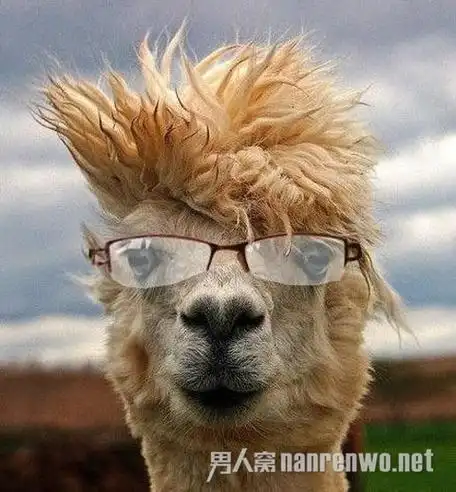 千奇百怪的动物表情图搞笑表情/围观877次/2019-04-26