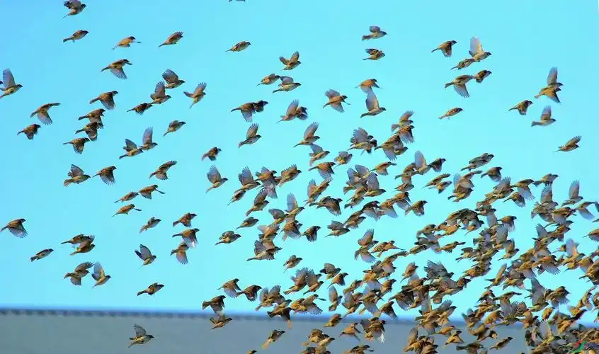 鸟群飞过