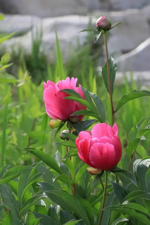 芍药花美醉了欹红醉浓露窈窕留馀春