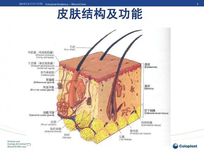 coloplast academy----wound care   皮肤结构及功能