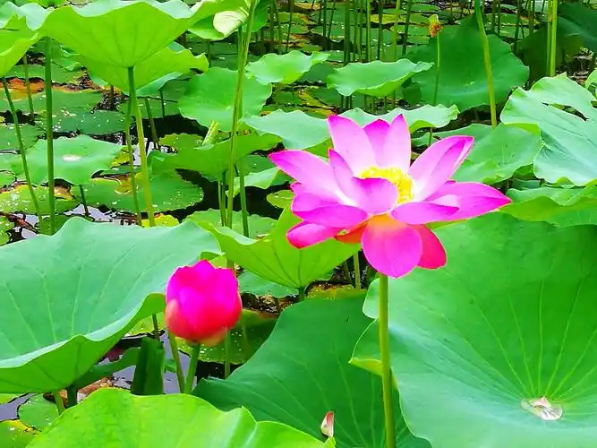 平安健康"荷"你同行