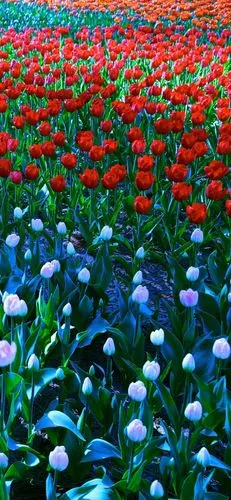 唯美花卉郁金香摄影手机壁纸