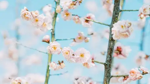 小清新桃花唯美写真,高清图片,电脑桌面-壁纸族