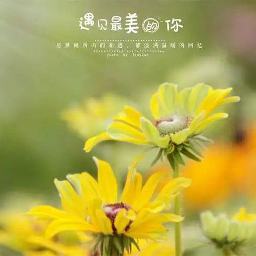 盛夏,遇见最美的你