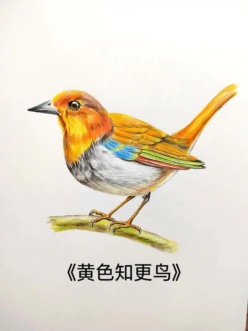 彩铅黄色知更鸟画法.#丢出一条图文锦囊 #画画 #彩铅 #彩 - 抖音