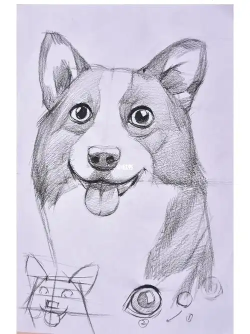 素描动物柯基绘画步骤