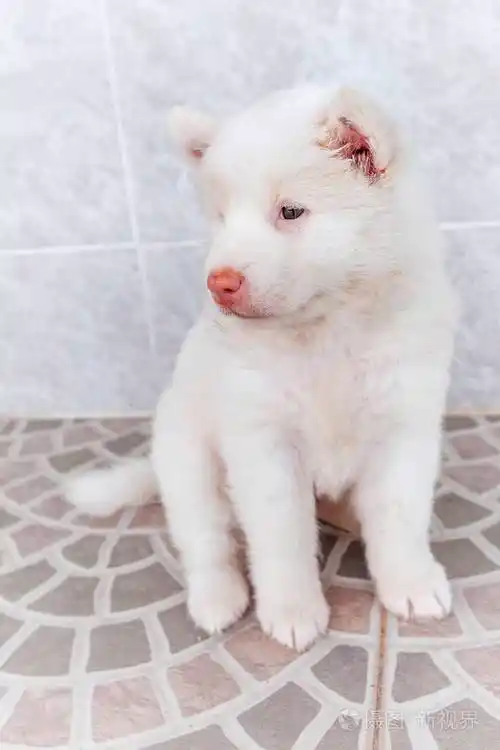 白色可爱的小狗bangkeaw泰国纯种狗