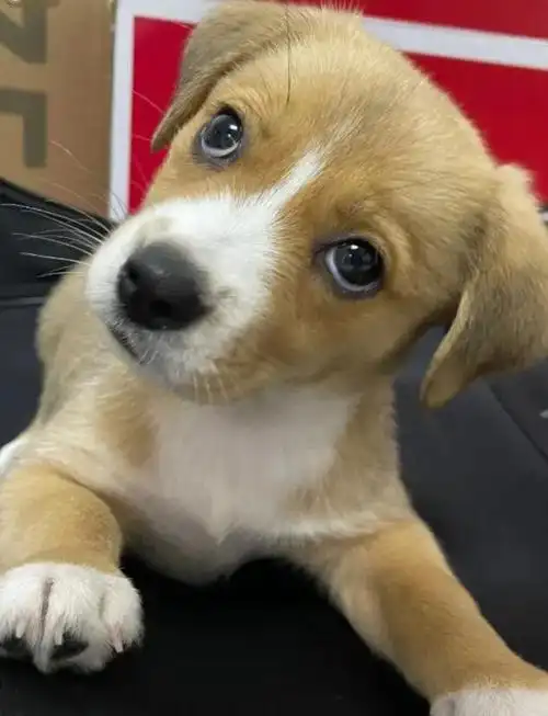 这个小眼神太可爱了,露营捡到的小狗狗到底是什么品种?