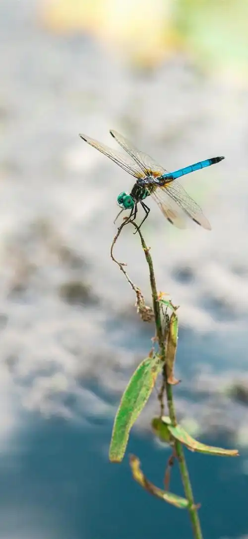 你的壁纸该换了##动物##蜻蜓##摄影##手机壁纸