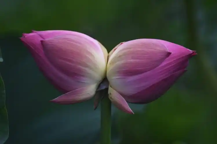 自魏晋《青阳渡》 这朵并蒂莲命好短,关照偏爱它的人多了,不知是探花