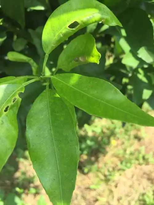 阮德林……柑桔红蜘蛛药效试验