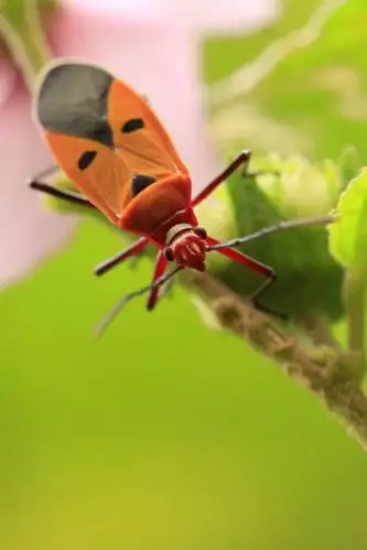 半翅目显角亚目红蝽科棉红蝽