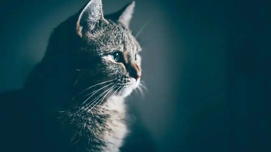 壁纸 猫侧视图,毛茸茸的 3840x2160 uhd 4k 高清壁纸, 图片, 照片