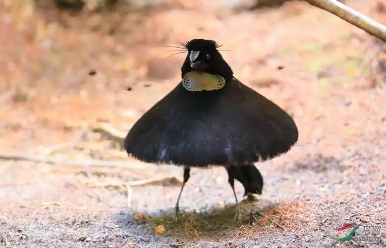 6阿法六线风鸟.western parotia.jpg