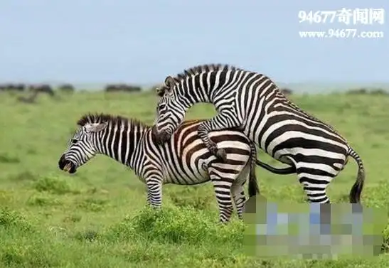 动物交配图,动物世界性行为全过程直播